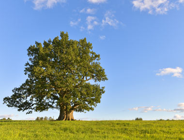 Oak tree